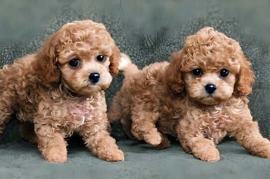 【無資格・未経験スタートOK】レアバイト☆/週3日４h～◎/受付(医療・介護・福祉,豊橋市)のイメージ画像