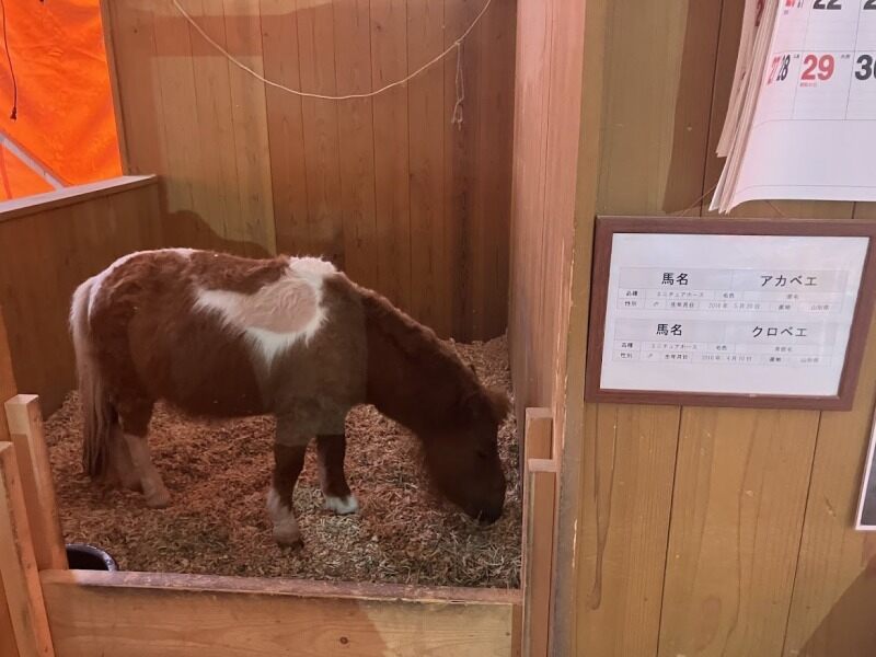 レア求人！動物好き必見/馬の飼育員/経験知識不問◎寮月5千円～(イベント,西牟婁郡白浜町)のイメージ画像