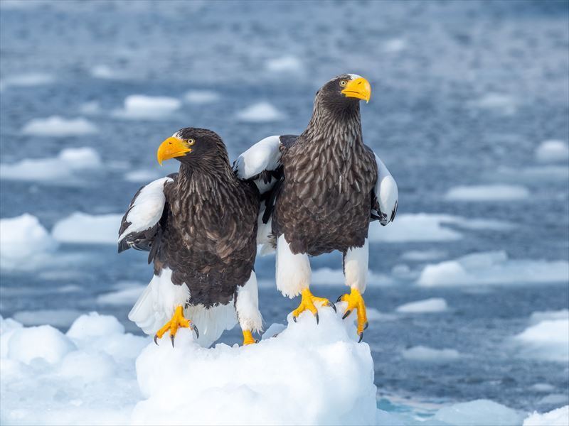 【1ヶ月短期～OK！】流氷シーズンの知床でリゾートバイト！(サービス,斜里郡斜里町)のイメージ画像