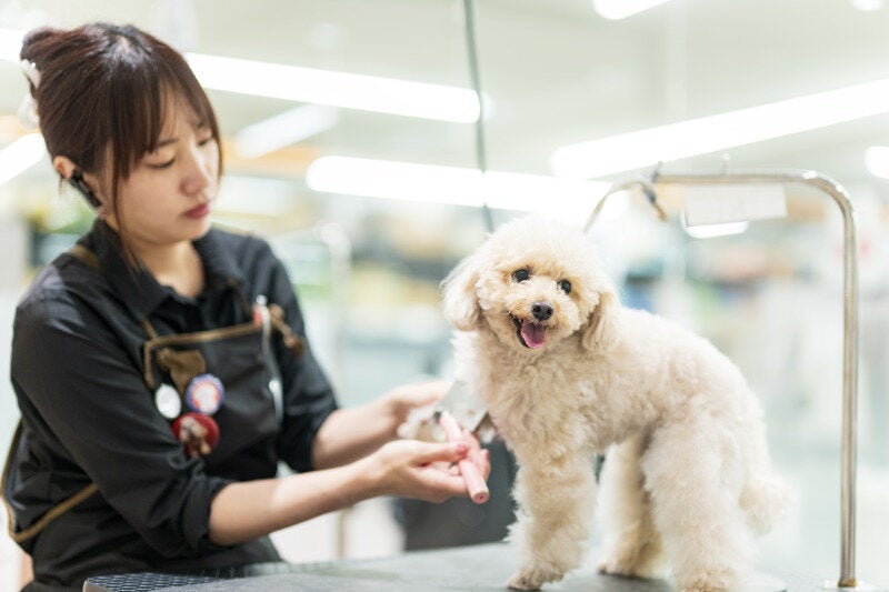ブランク有りOK！トリマーとして長期間安定して働けます！(専門職、その他,東松山市)のイメージ画像