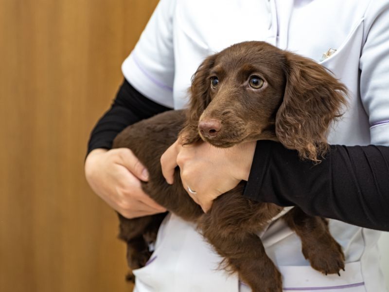 動物病院看護師/正社員/完全週休2日制/ブランクOK/OK-365(医療・介護・福祉,岡崎市)のイメージ画像