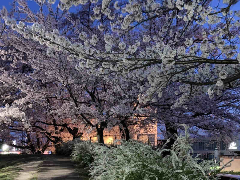 桜の季節の落合公演からの写真です。