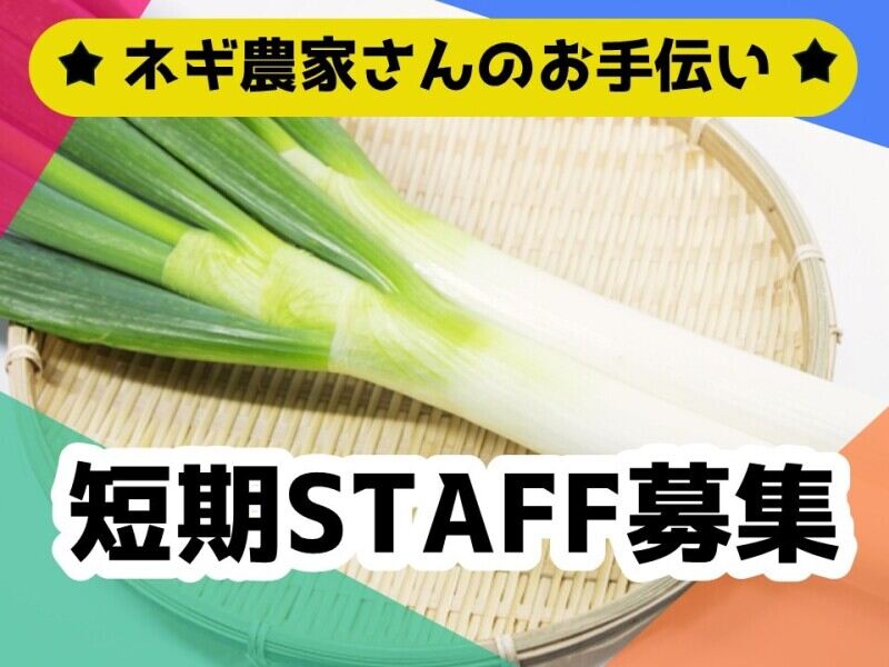 8月中旬スタート/3か月の短期/白ネギ農家さんのお手伝い(専門職、その他,竹田市)のイメージ画像